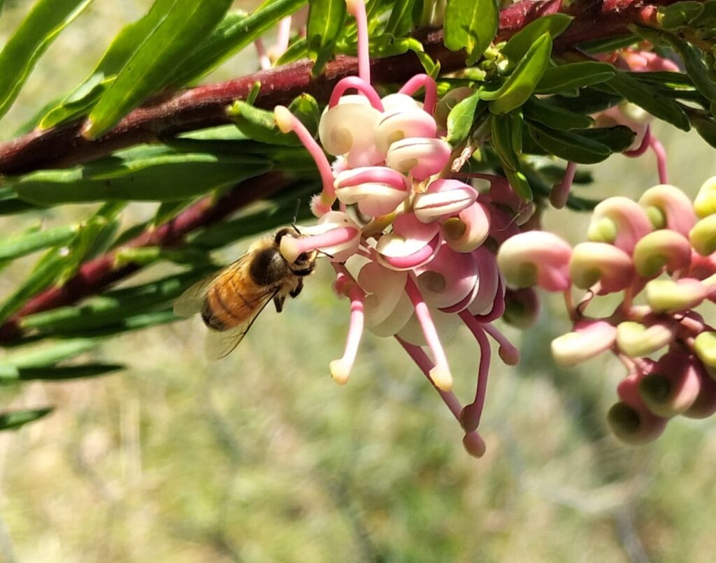 Honeybee on Grevillea