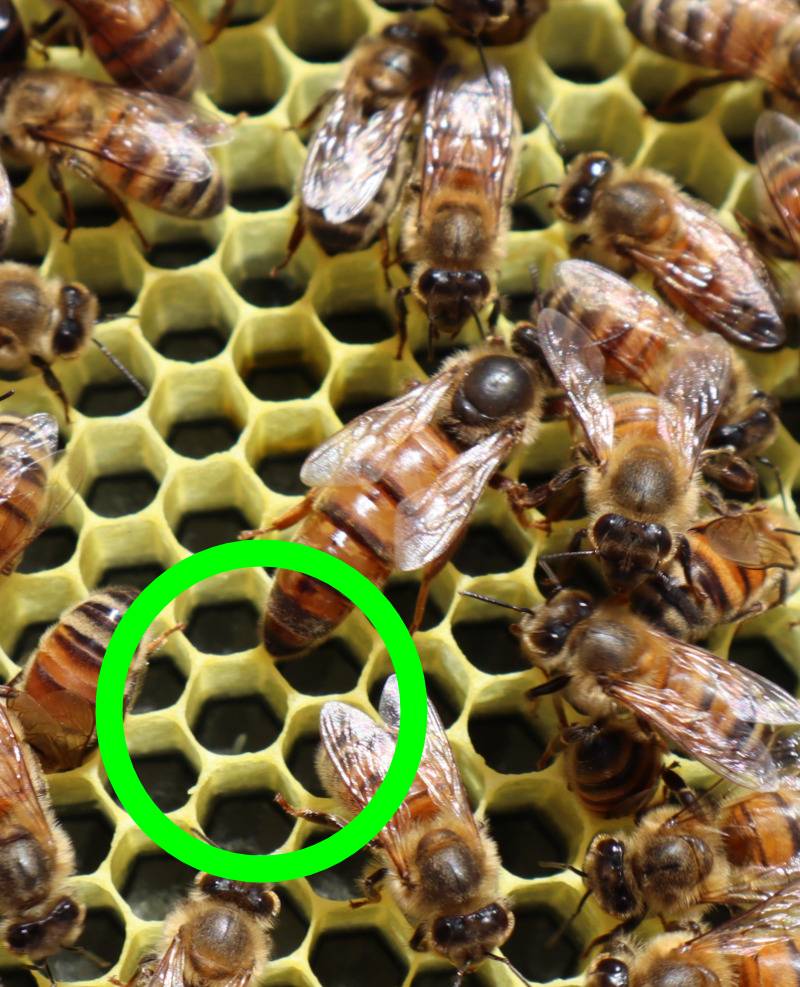 Queen laying an egg on black plastic foundation.