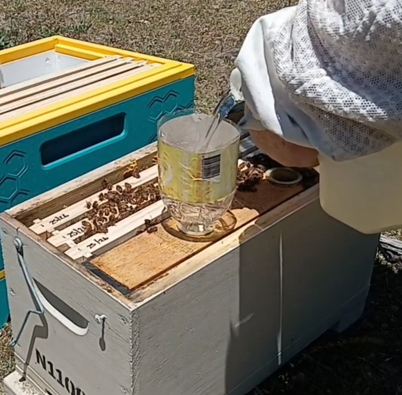 Feeding Bees