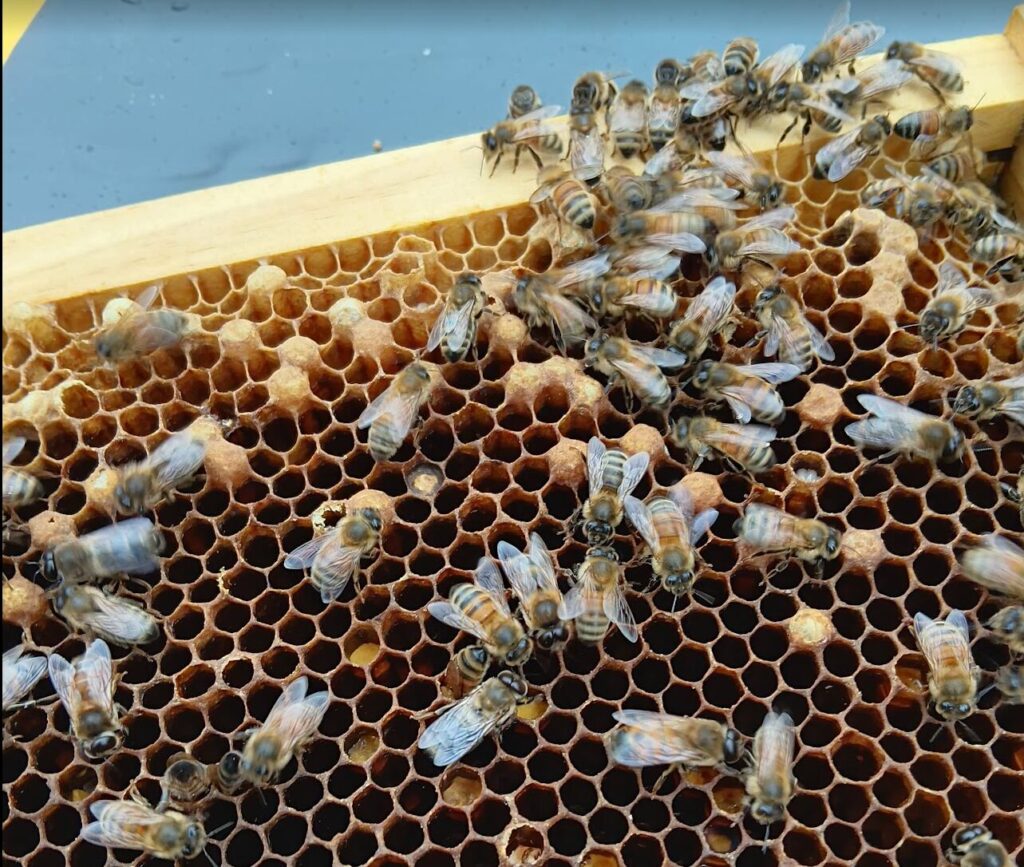 Drone Laying Queen